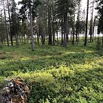 Rukan Honka Рука